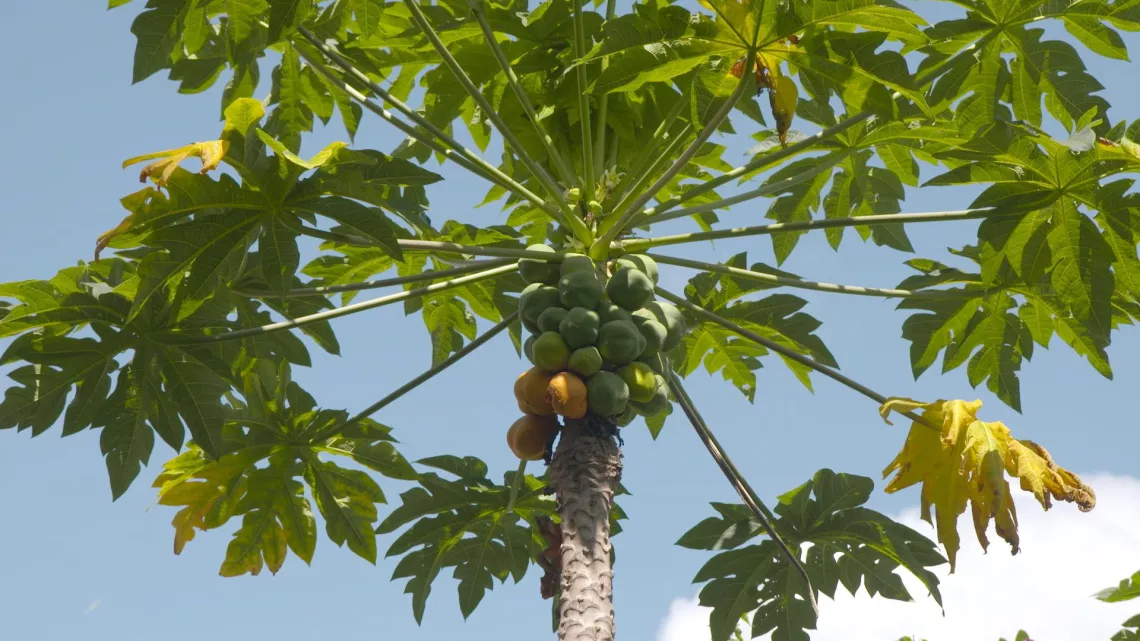 CARAÏBES, SIX ILES DU VENT