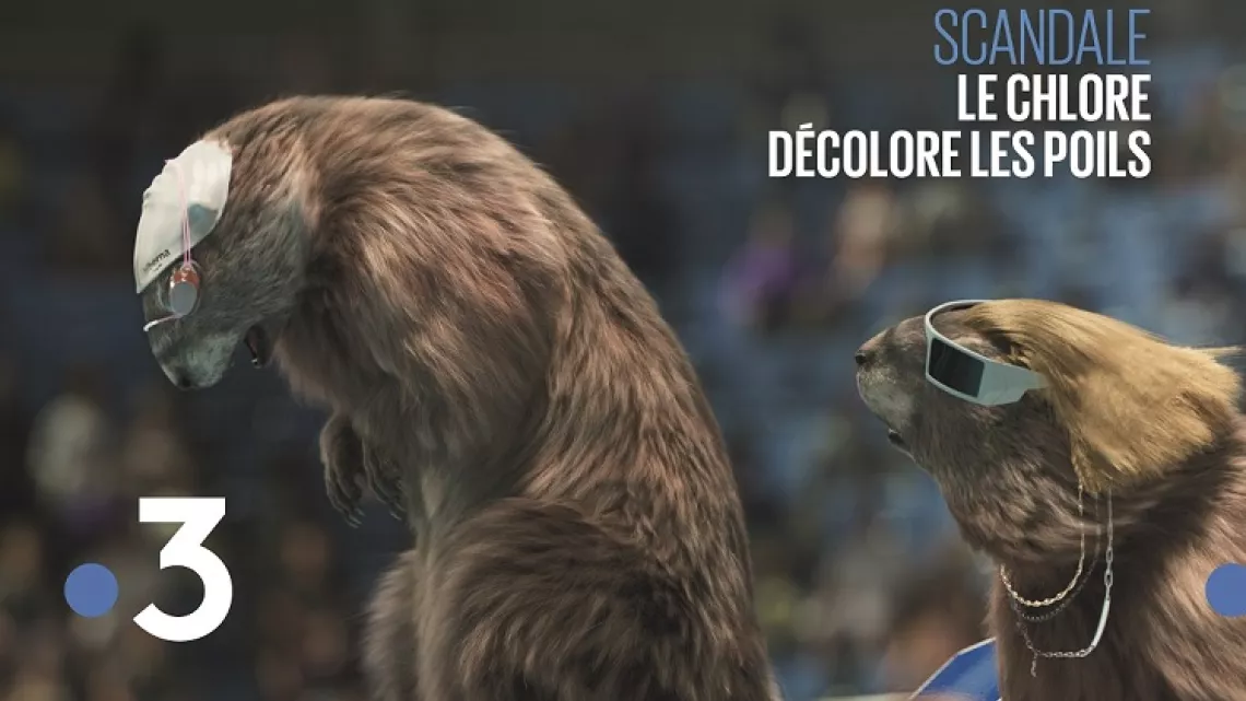 marmottes natation
