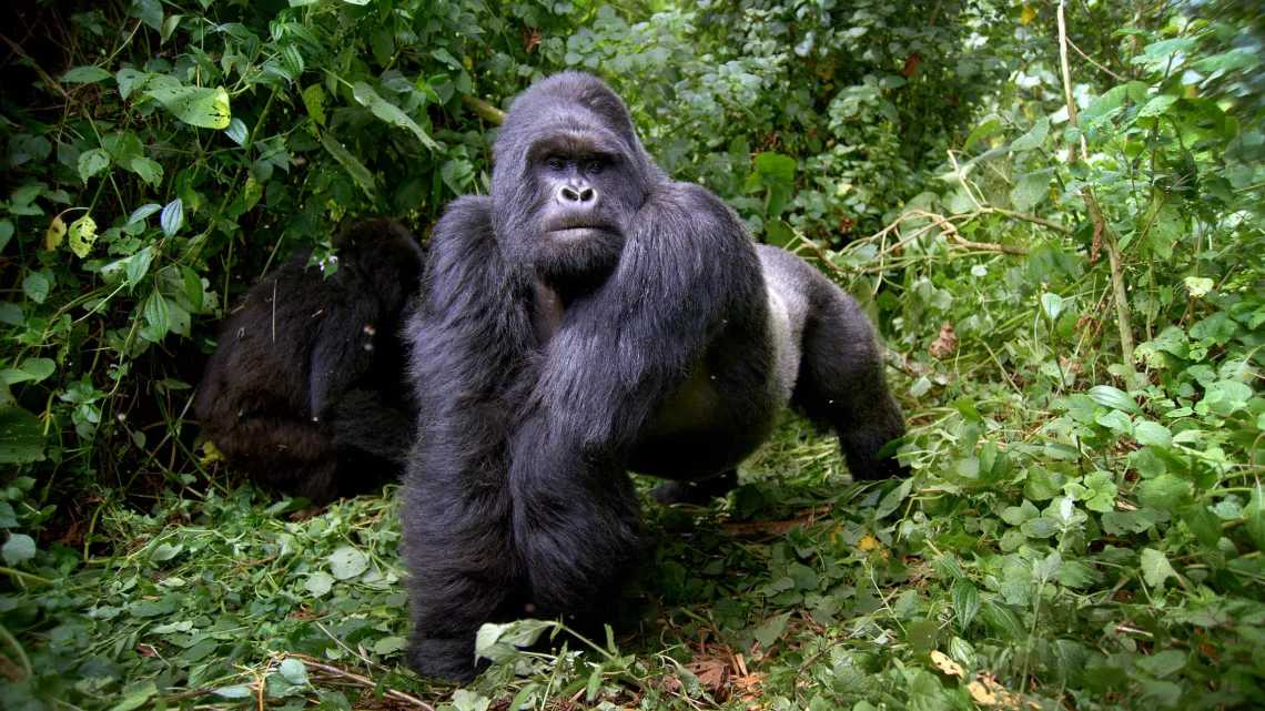 PRIMATES, portraits de famille - Saison 1