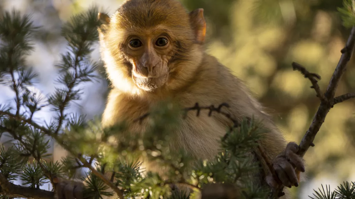 PRIMATES, portraits de famille
