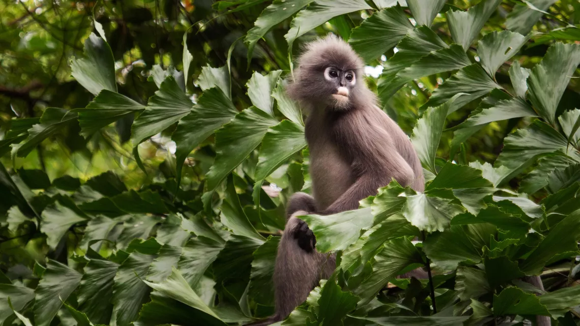 PRIMATES, portraits de famille