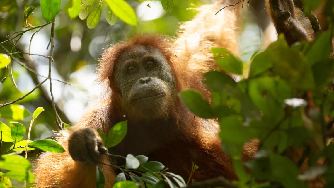 PRIMATES, portraits de famille