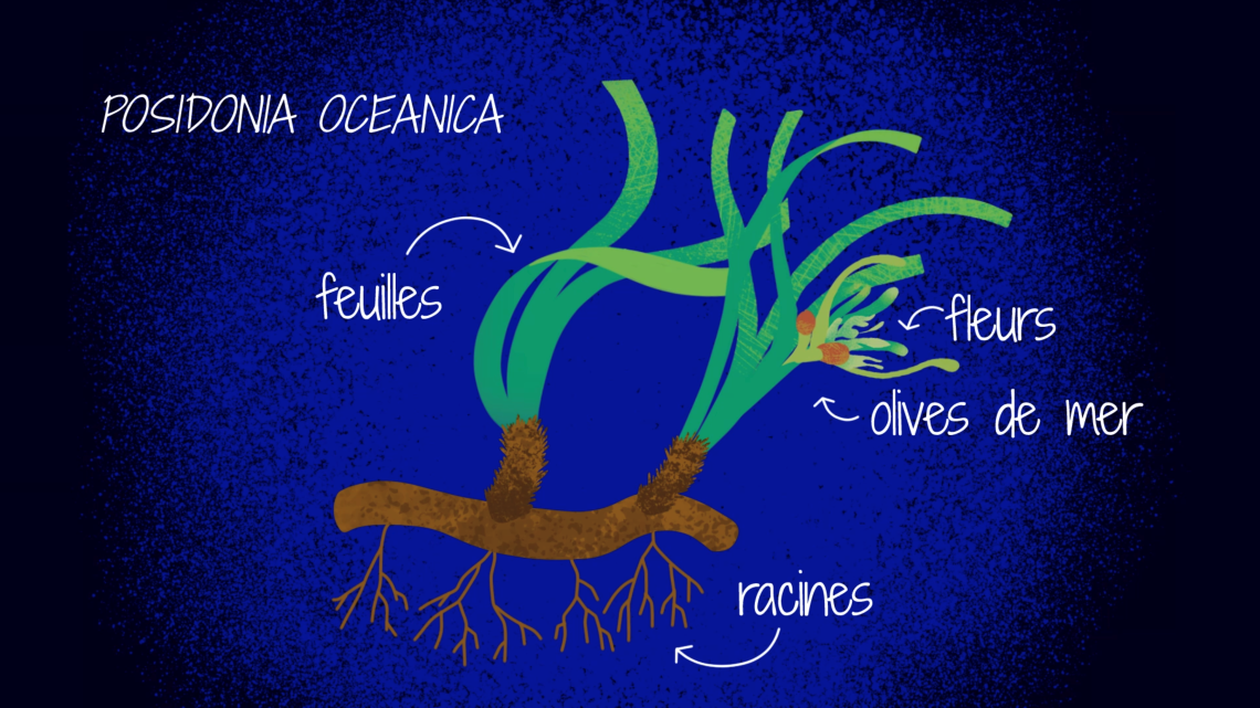 Schéma Posidonia oceanica 