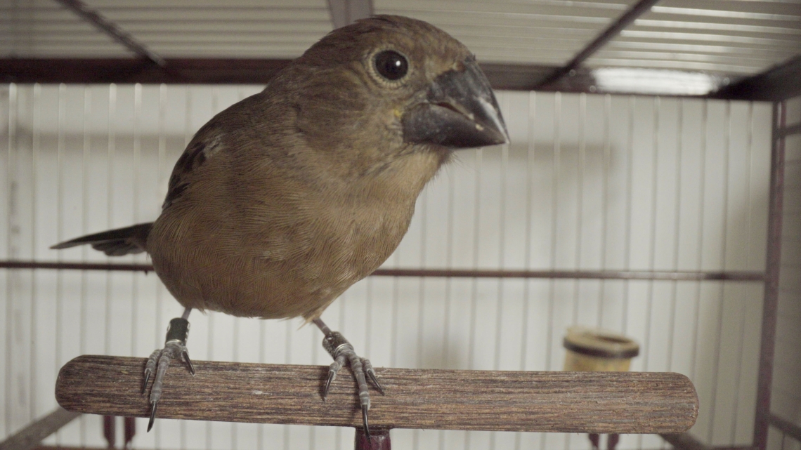 L’oiseau qui chante à l’oreille des hommes ©Paramonti Productions