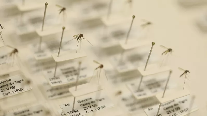 Des moustiques et des hommes ©Grand Angle Productions