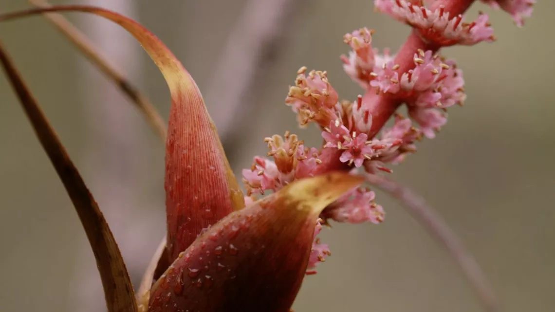 Présumées disparues