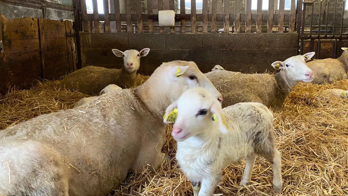 Moutons