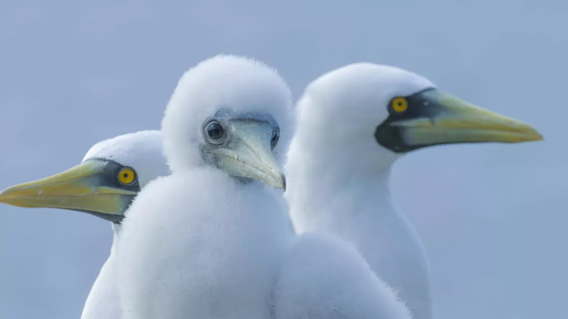 Sainte-Hélène, bastion de la biodiversité - Fous masques_Remi Demarthon