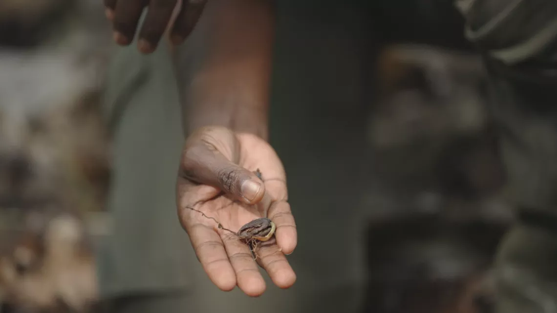 Guadeloupe, graines d'avenir