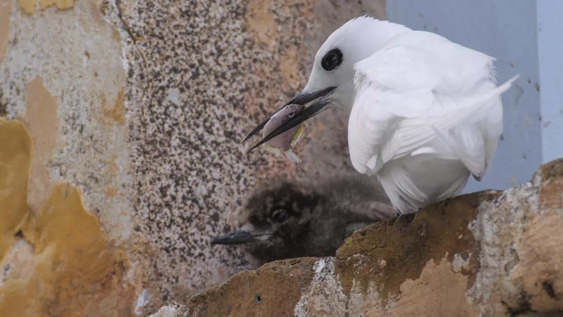 Sainte-Hélène, bastion de la biodiversité - Gybis Blanche poussin_Alexandra Childs