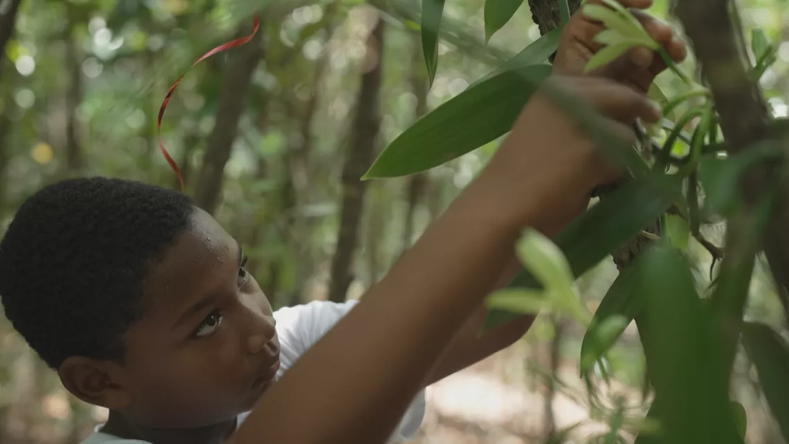 Guadeloupe, graines d'avenir