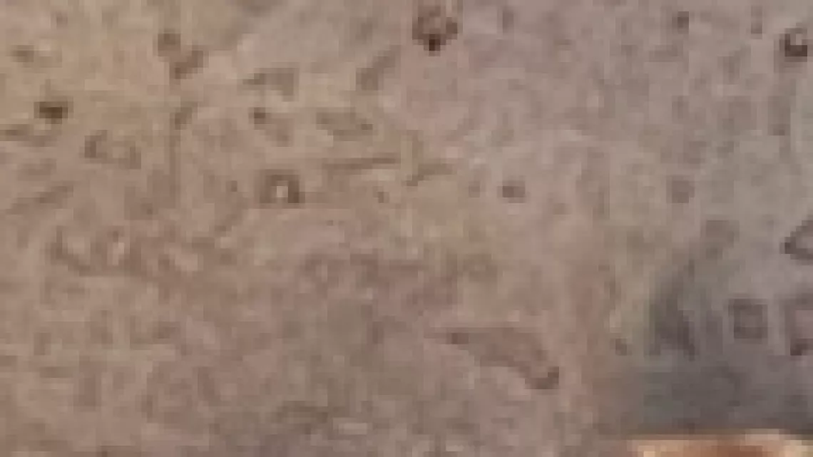 KALOU PILON  S3  Episode 3 Cette semaine, nous mettons le cap à l'ouest. Nous cuisinerons avec des Dalonnes mais pas n'importe lesquelles celles de l'Académie des Dalons du Bernica. Au menu, quiche aux légumes, civet coq, carri camarons et gâteau patates