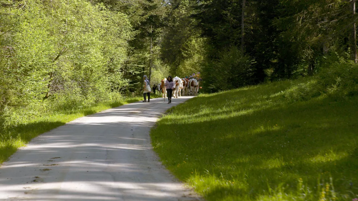 Kelly et les bergères 