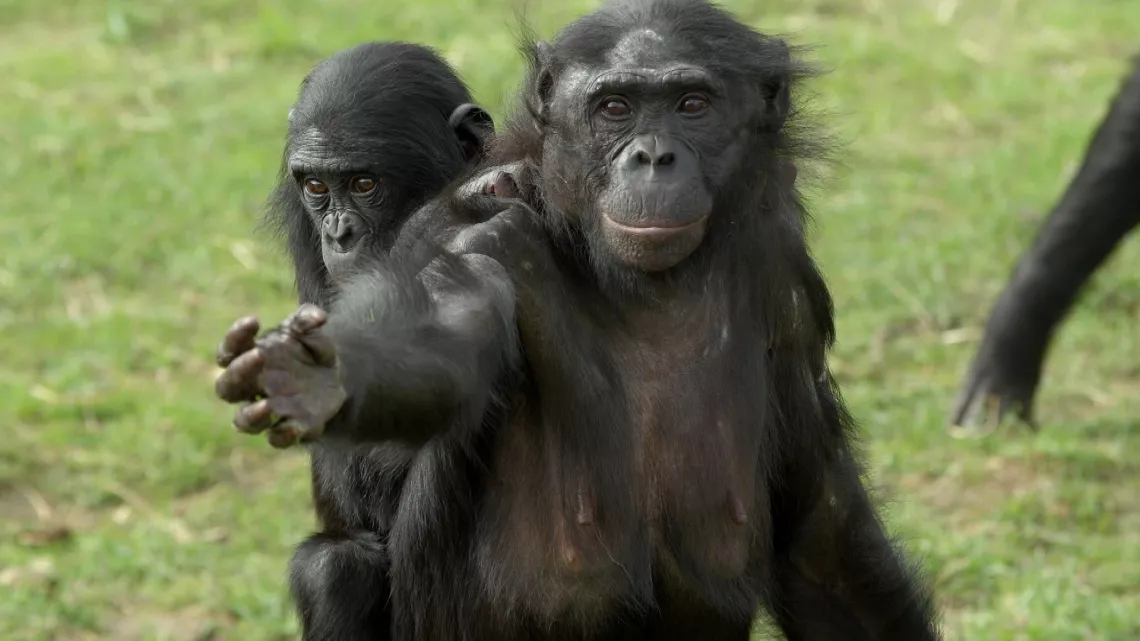 singes