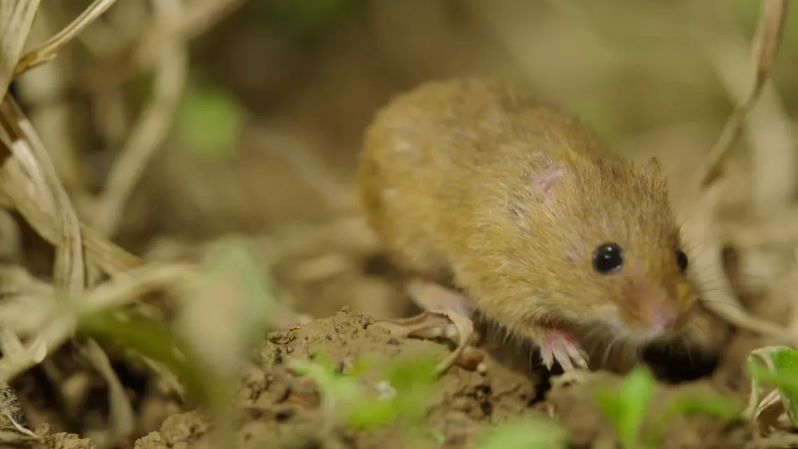Loire Terre Sauvage  © Nomades TV