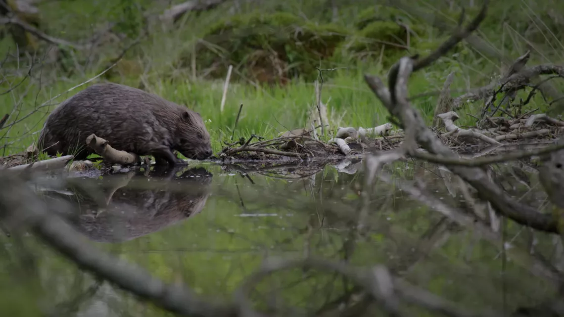Loire Terre Sauvage  © Nomades TV