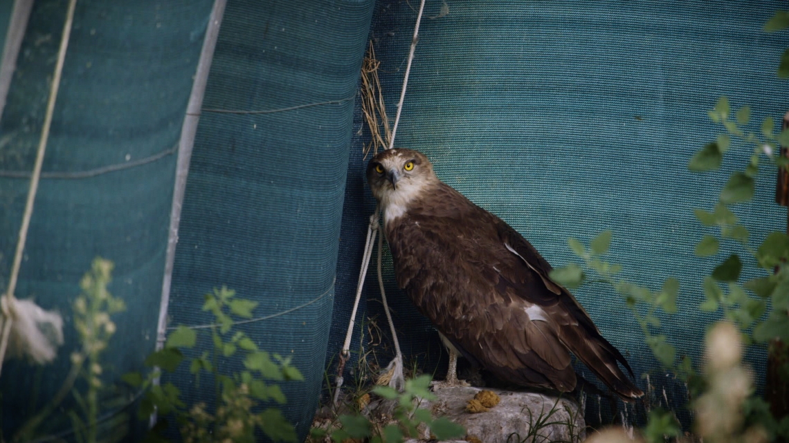 La conférence des oiseaux aura-t-elle lieu ?