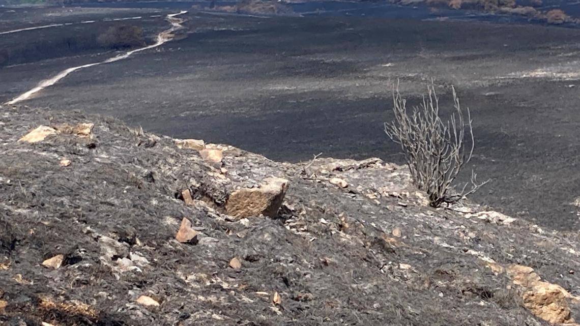 Monts d'Arrée : lande brulée 