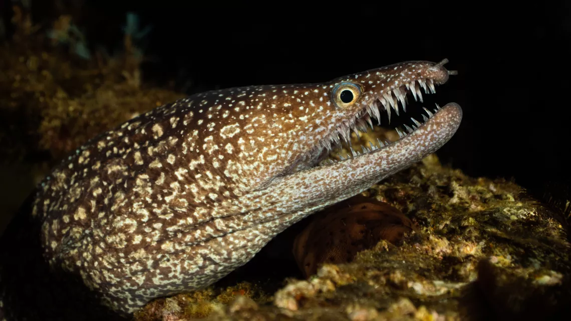 Sainte-Hélène, bastion de la biodiversité - Murene tigre_Remi Demarthon