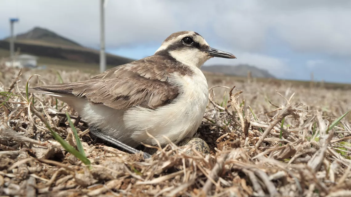 Sainte-Hélène, bastion de la biodiversité - Pluvier de Sainte-Helene_Alexandra Childs