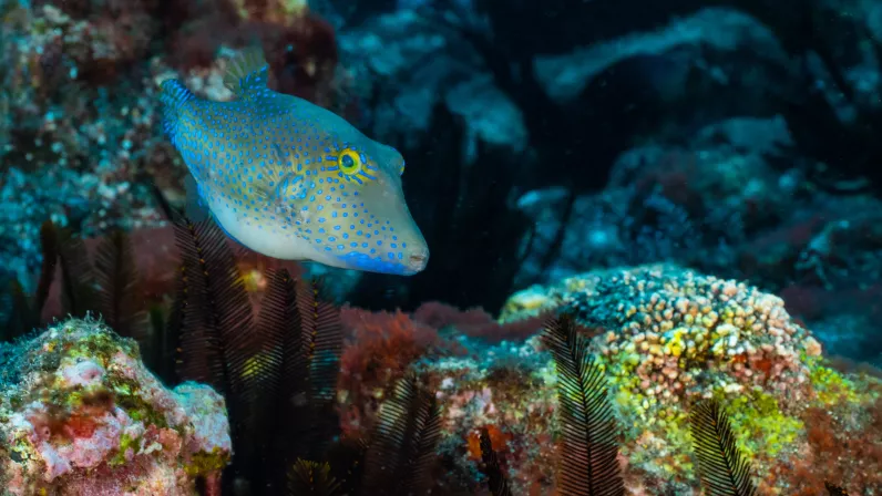 Sainte-Hélène, bastion de la biodiversité - Poisson coffre a nez pointu_Remi Demarthon