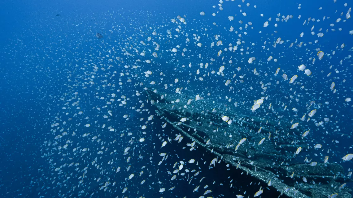Sainte-Hélène, bastion de la biodiversité - Poissons Papillons Papa Nui_Alexandra Childs