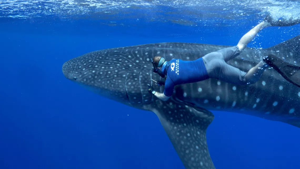 Sainte-Hélène, bastion de la biodiversité - Prélèvement requin baleine_Remi Demarthon