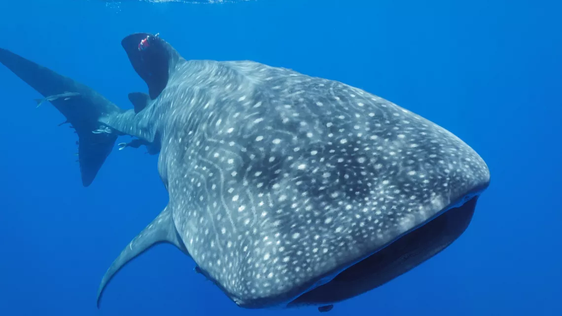 Sainte-Hélène, bastion de la biodiversité - Requin baleine balise_Remi Demarthon
