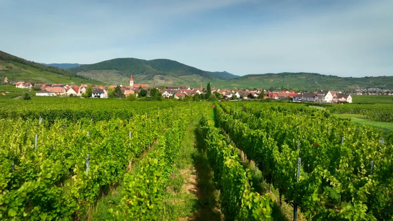 VIN NATURE AMMERSCHWIHR HAUT-RHIN