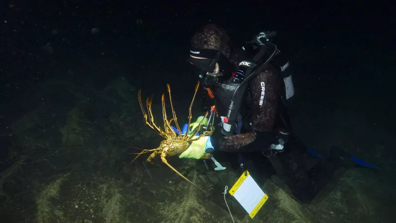 Sainte-Hélène, bastion de la biodiversité - Suivi Langouste_Alexandra Childs