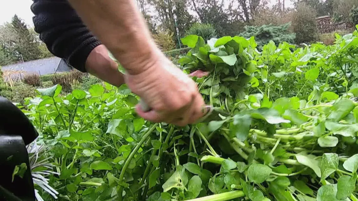 Le cresson de Veules-les-Roses