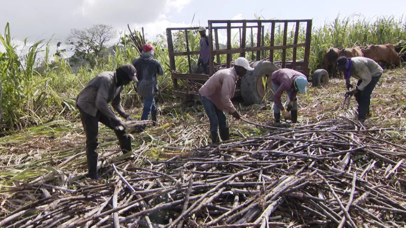 Caraïbes, le mensuel : République Dominicaine
