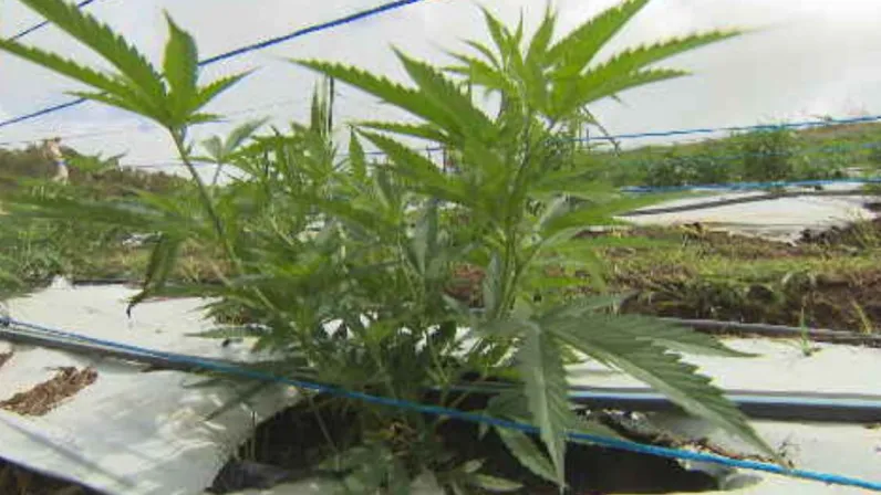 Caraïbes, le mensuel : Focus sur le business du cannabis