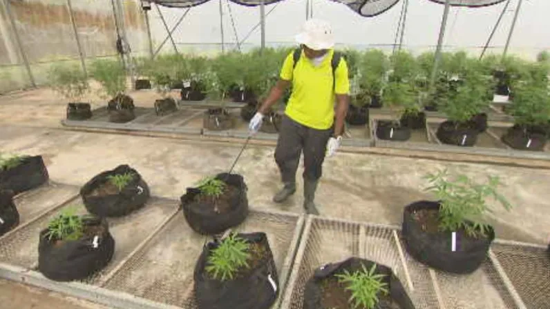 Caraïbes, le mensuel : Focus sur le business du cannabis