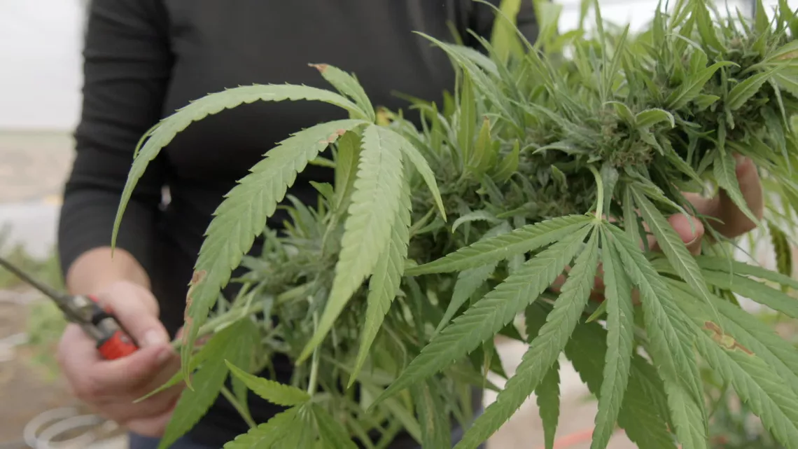 Le business légaux du cannabis