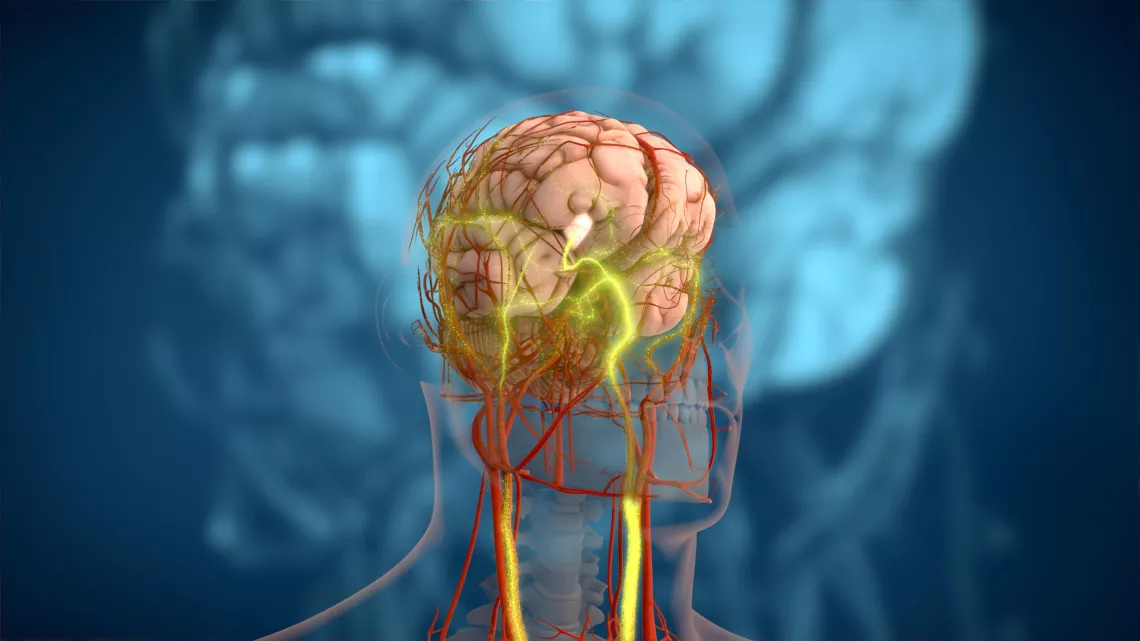 Messages Graisse-Cerveau Satiété 3D