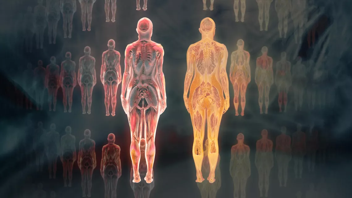 Scanner Muscles-Os-Graisse