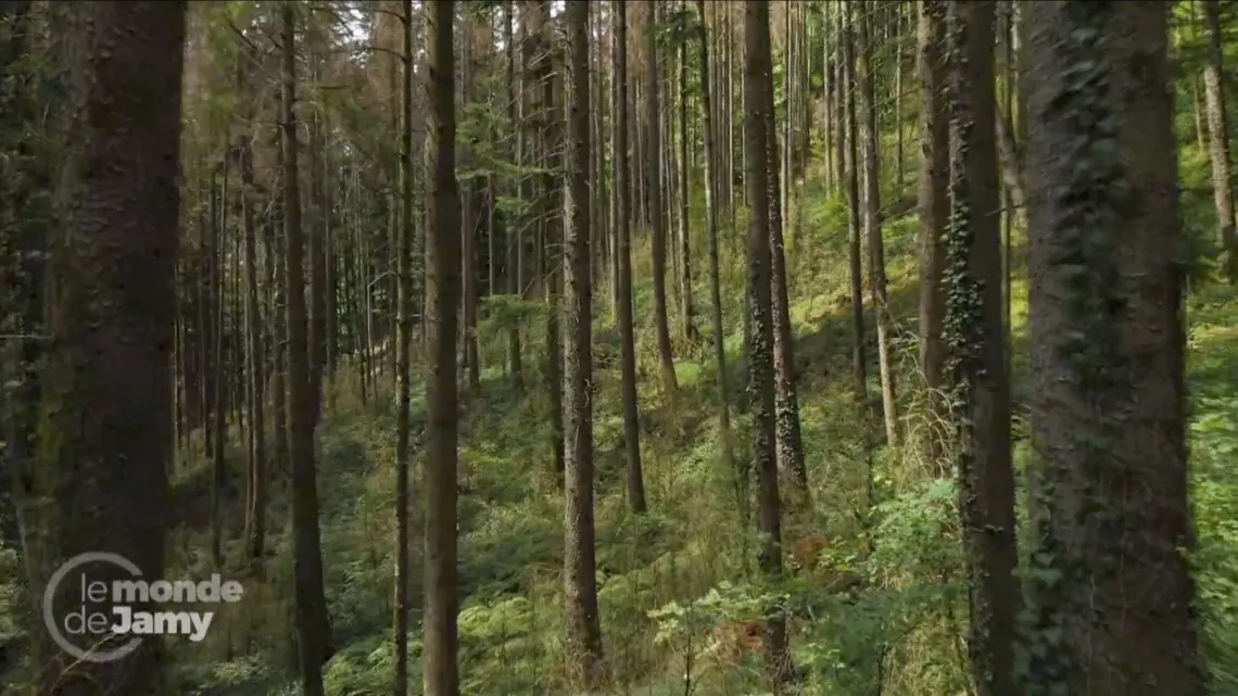 LE MONDE DE JAMY « SECHERESSE INCENDIES, LES SUPER-POUVOIRS DE NOS FORETS» ©Elephant Doc/France.tv Studio