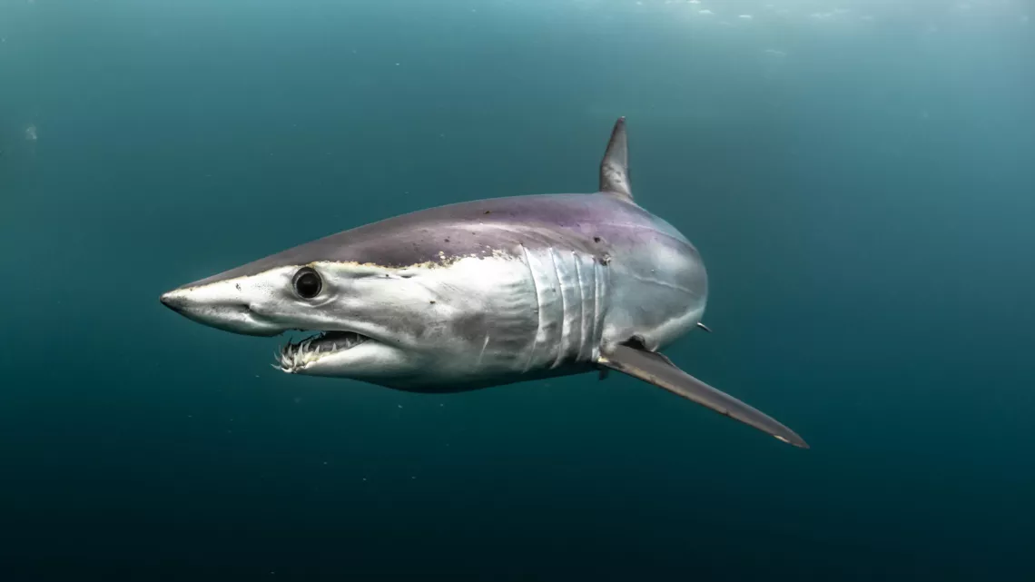 Au plus près des requins ©Frédéric BUYLE