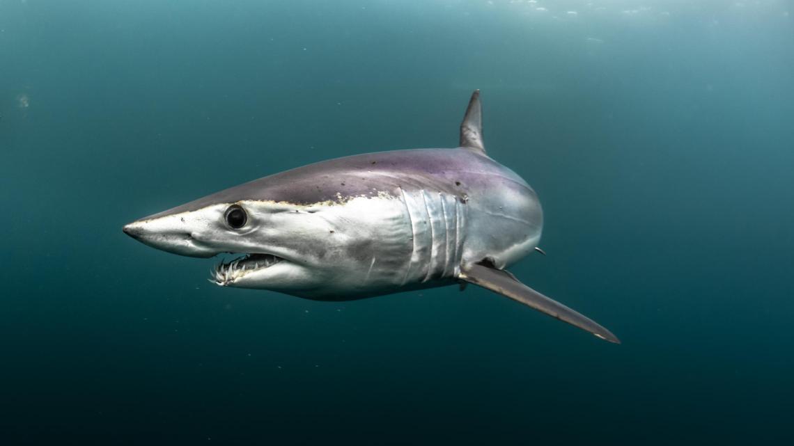 Au plus près des requins ©Frédéric BUYLE
