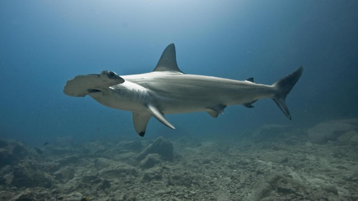 Au plus près des requins ©Frédéric BUYLE
