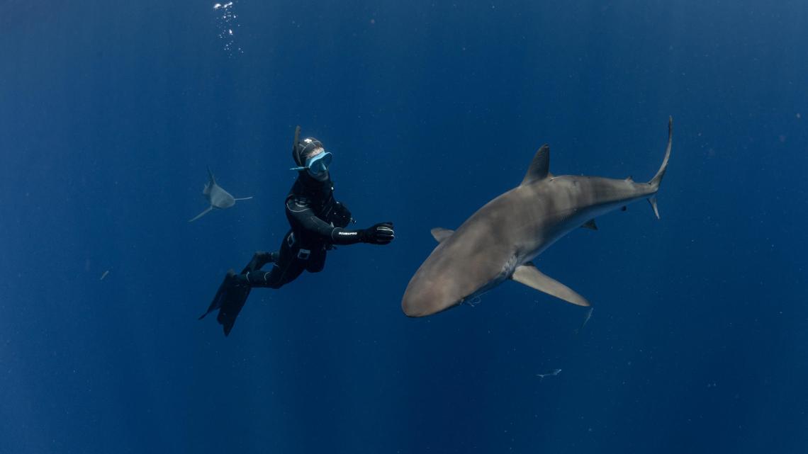 Requins, l'aventure secrète ©Frédéric BUYLE