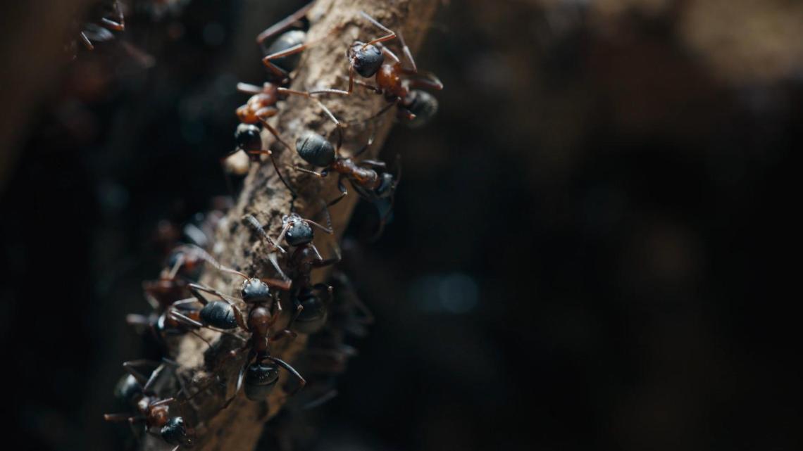 Le royaume des fourmis © Guindala Production