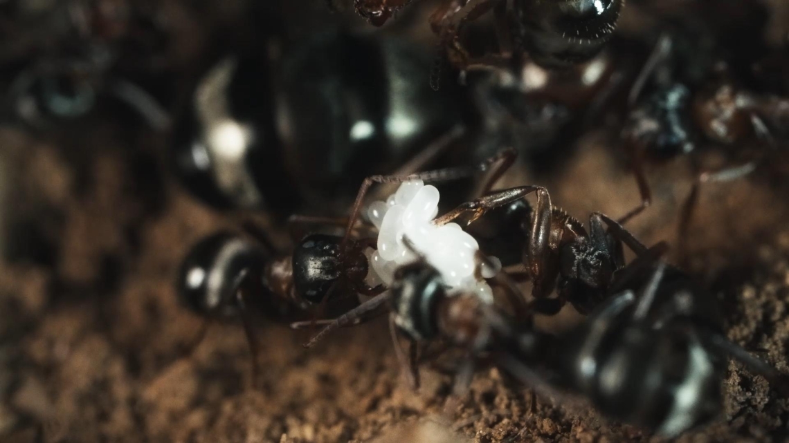 Le royaume des fourmis © Guindala Production