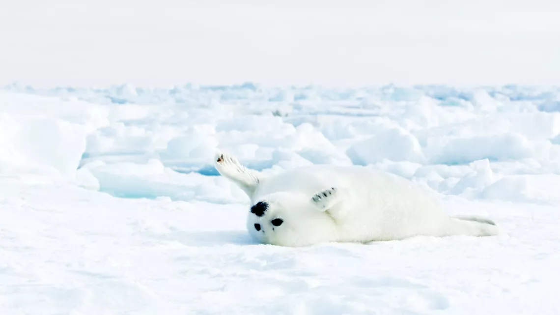 ROYAUMES DE GLACE « ARCTIQUE © 2022 BBC Studios