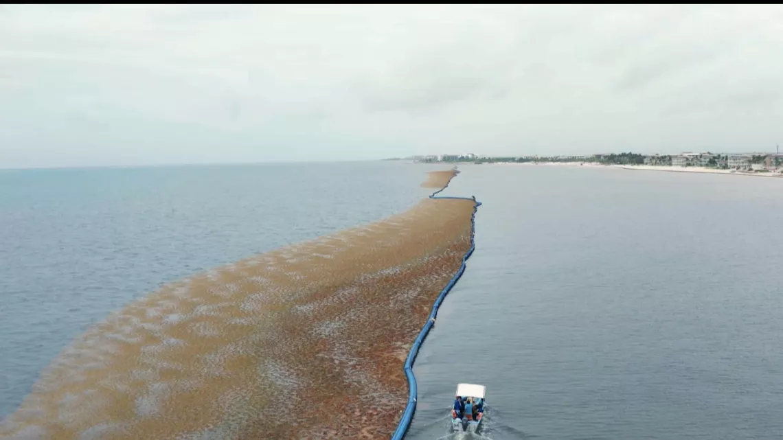 Caraïbes, la route des sargasses