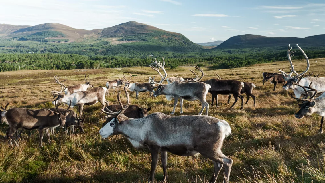 EB Ecosse envoutante