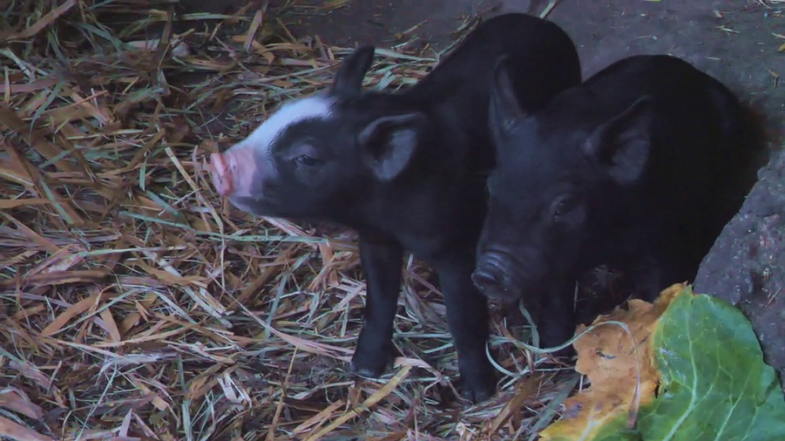 Cochons noirs 5* de la ferme de Serge Turpin à Bois court Plaine des Cafres de l'île de la Réunion
