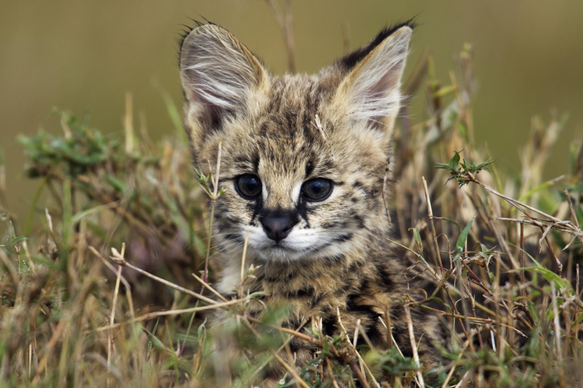 Anup Shah / NaturePL ANIMAL BABIES BÉBÉS ANIMAUX
