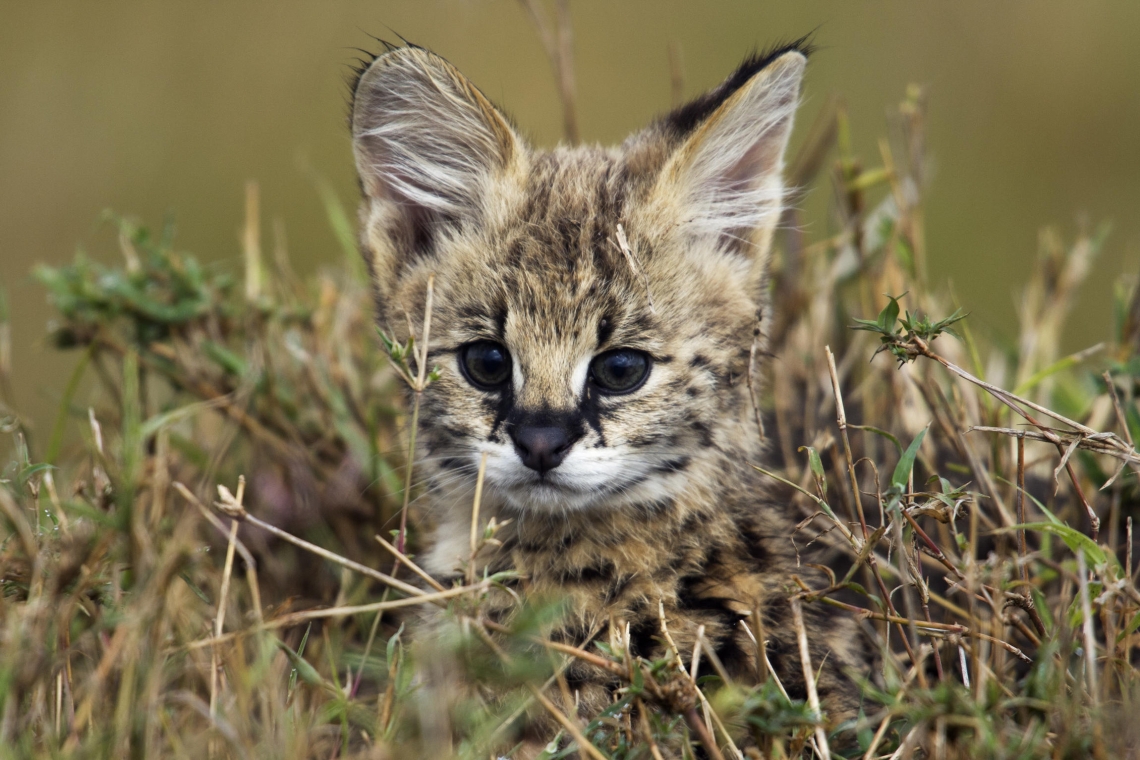 ANIMAL BABIES BÉBÉS ANIMAUX